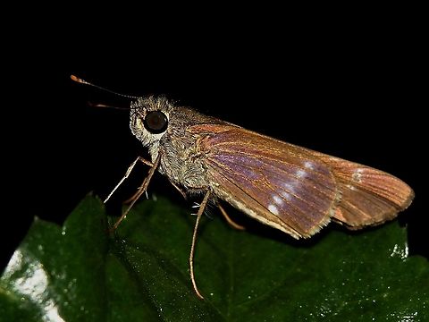 Purple-Washed Skipper (Panoquina lucas) A Purple-Washed Skipper on the leaf of a hibiscus tree. These skippers are really active and difficult to capture in flight unlike some other butterfly species, however they are very approachable once perched. Animalia,Animals,Caribbean,Insecta,Insects,Panoquina lucas,Purple-Washed Skipper,Trinidad and Tobago