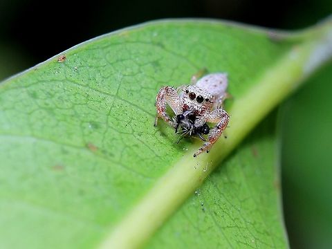 Common Hentz Jumping Spider (Hentzia palmarum) - Female A female Common Hentz Jumping Spider with it's prey on a mango leaf. I have a photo of the male as well that I plan on sharing as soon as I find some time to edit it. Animalia,Animals,Arachnida,Arachnids,Caribbean,Common Hentz Jumping Spider,Hentz Jumper,Hentzia palmarum,Spiders,Trinidad and Tobago