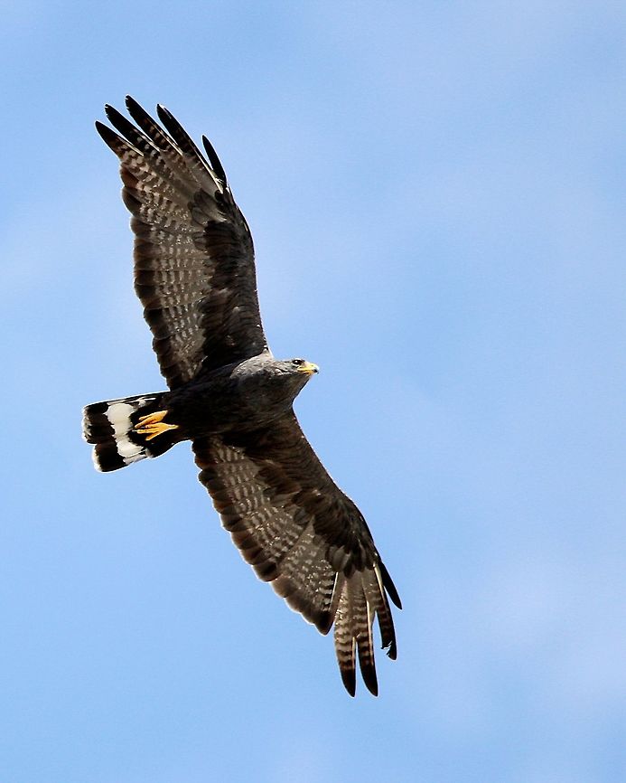 Zone Tailed Hawk (Buteo albonotatus) A Zone Tailed Hawk I saw about two months ago. I photographed it while I was taking a short break from my classes.  Animalia,Animals,Aves,Birds,Buteo albonotatus,Caribbean,Trinidad and Tobago,Zone Tailed Hawk