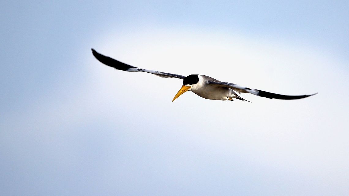 Large-Billed Tern (Phaetusa simplex) A Large-Billed Tern in flight at Trinidad&#039;s west coast. Animalia,Animals,Aves,Birds,Caribbean,Large Billed Tern,Large-Billed Tern,Phaetusa simplex,Trinidad and Tobago