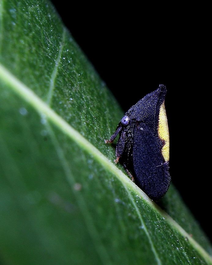 Enchenopa anseriformis An Enchenopa anseriformis treehopper on a mango leaf. I think this particular individual had a broken horn or maybe developed different from the others I&#039;ve usually seen. Animalia,Animals,Caribbean,Enchenopa anseriformis,Insecta,Insects,Trinidad and Tobago
