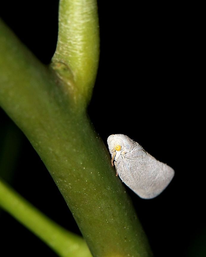 Citrus Flatid Planthopper (Metcalfa pruinosa) A Flatid Planthopper I saw some time ago. Animalia,Animals,Caribbean,Citrus flatid planthopper,Flatid Planthopper,Insects,Metcalfa pruinosa,Trinidad and Tobago