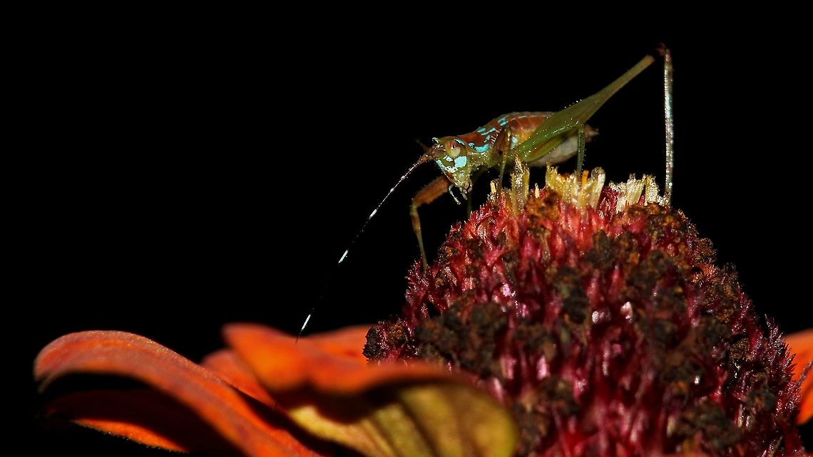 Leaf Katydid? I truly have no idea what this is; I spotted it during my country's Bioblitz event last weekend and since then I have been looking for a possible ID. I'm still quite pleased with this image though, and seeing this insect was really the highlight of my weekend last week. Also, the semester is coming to an end which means that I should be more active on JungleDragon! Animalia,Animals,Caribbean,Insecta,Insects,Trinidad and Tobago