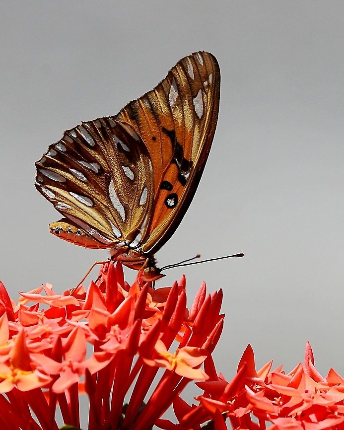 Gulf Fritillary (Agraulis vanillae) A Gulf Fritillary Butterfly I saw some time ago and somehow only recently edited. Agraulis vanillae,Animalia,Animals,Butterflies,Caribbean,Gulf Fritillary,Gulf fritillary,Insecta,Insects,Trinidad and Tobago