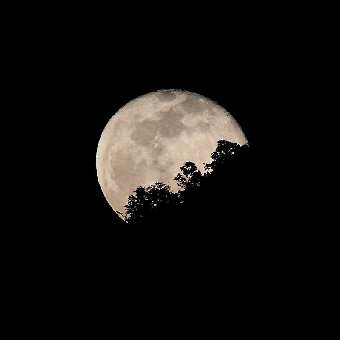 Moonrise in Paradise A photo of the moon rising behind the Northern Range I made a while back, I actually saw this from my bedroom window.<br />
I'll be posting more photos of species I usually see for the time being until I see some different wildlife:) Caribbean,Moon,Trinidad and Tobago