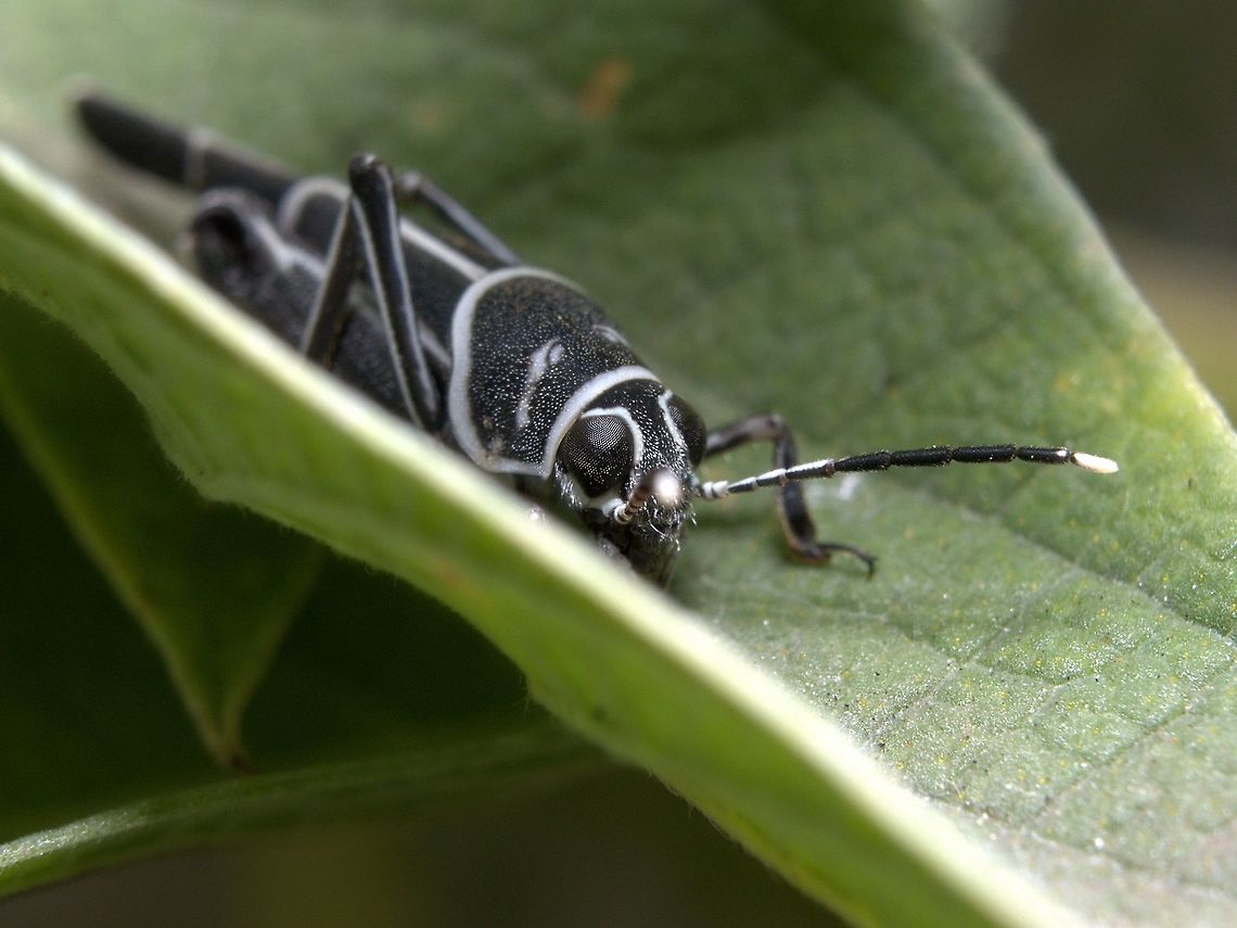 Tridactyloid Grasshopper (Ripipteryx rivularia) A Tridactyloid Grasshopper, also called a Mud Cricket. This specimen was sitting on a leaf of one of our pea trees and was not skittish at all. However, it was fairly difficult to photograph because of the angle and heavy winds in addition to harsh sunlight.<br />
<br />
Also, Happy New Year everyone ( better late than never right :) ). I hope everyone has a great year filled with lots of cool observations :)<br />
<br />
Thus far I've been having great success capturing more wildlife shots after a really long struggle, so there will definitely be more photos to come.  Animalia,Animals,Caribbean,Insecta,Insects,Ripipteryx rivularia,Tridactyloid Grasshopper,Trinidad and Tobago