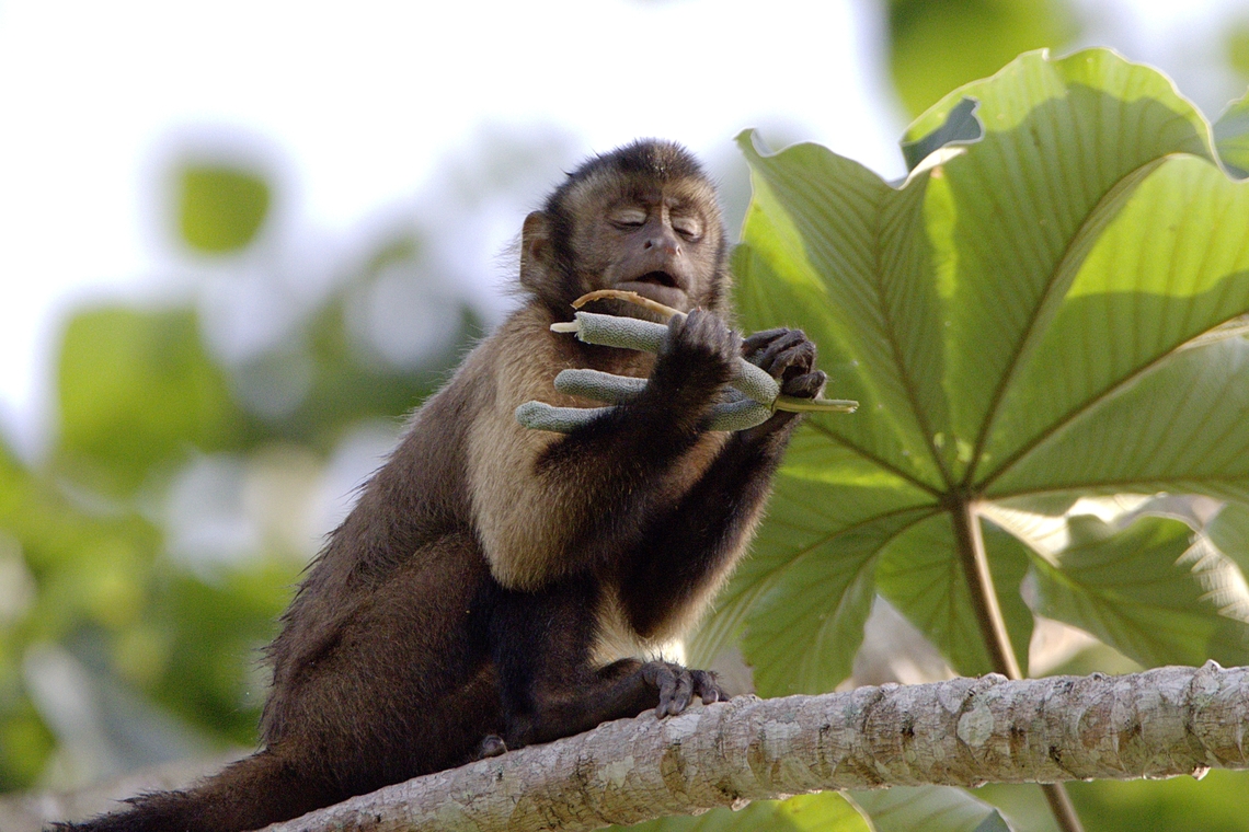Tufted Capuchin (Sapajus apella) A Tufted Capuchin feeding atop a tree branch. This species was actually introduced to Trinidad and Tobago and has since established a breeding population. This was photographed in the always magical Chaguaramas Peninsula of Trinidad, a place where you can see all three species of monkeys in Trinidad. Animalia,Animals,Caribbean,Cebus apella,Mammalia,Mammals,Monkeys,Primates,Sapajus apella,Trinidad and Tobago,Tufted Capuchin,Tufted capuchin