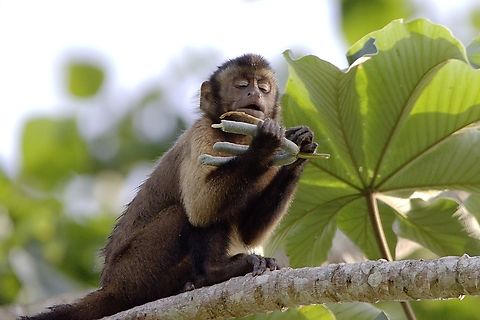 Tufted Capuchin (Sapajus apella) A Tufted Capuchin feeding atop a tree branch. This species was actually introduced to Trinidad and Tobago and has since established a breeding population. This was photographed in the always magical Chaguaramas Peninsula of Trinidad, a place where you can see all three species of monkeys in Trinidad. Animalia,Animals,Caribbean,Cebus apella,Mammalia,Mammals,Monkeys,Primates,Sapajus apella,Trinidad and Tobago,Tufted Capuchin,Tufted capuchin