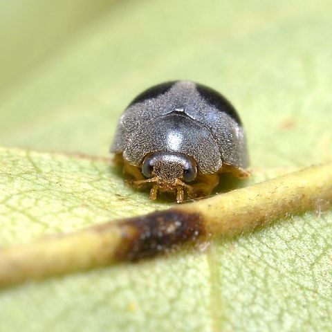 Globe Marked Lady Beetle (Azya orbigera) A Globe Marked Lady Beetle relaxed and still on the leaf of a pea plant. Animalia,Animals,Azya orbigera,Beetles,Caribbean,Coccinellidae,Globe Marked Lady Beetle,Globe-marked Lady Beetle,Insecta,Insects,Trinidad and Tobago
