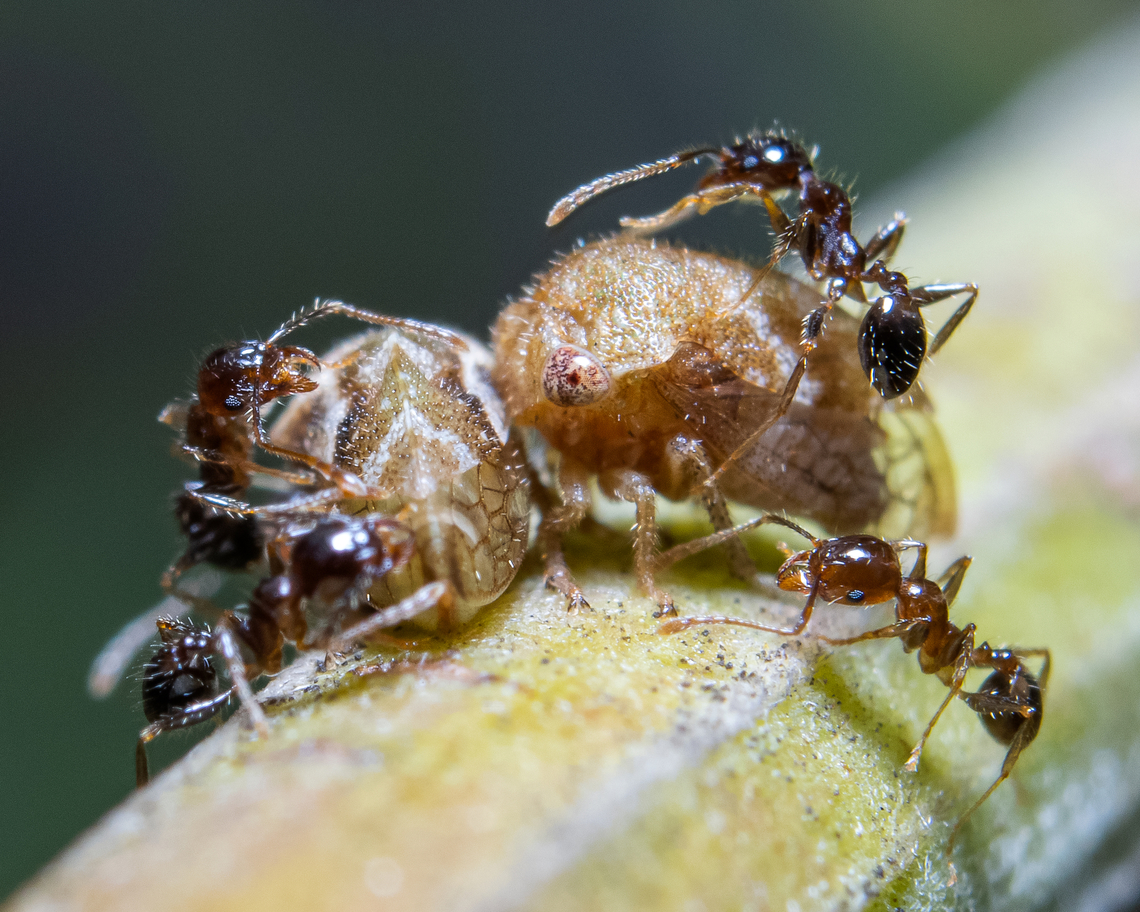 Family Membracidae Treehoppers and ants I saw recently. The ants consume the honeydew (sugary excrement) produced by the treehoppers and in exchange provide protection from predators like jumping spiders. I'll really really appreciate any help with the ID for the treehoppers though :) Ants,Caribbean,Insecta,Insects,Membracidae,Mutualism,Treehoppers,Trinidad and Tobago