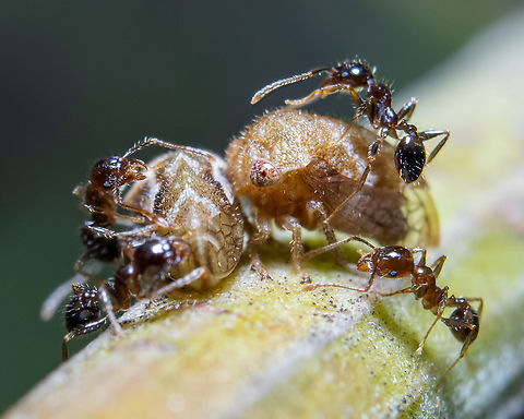 Family Membracidae Treehoppers and ants I saw recently. The ants consume the honeydew (sugary excrement) produced by the treehoppers and in exchange provide protection from predators like jumping spiders. I'll really really appreciate any help with the ID for the treehoppers though :) Ants,Caribbean,Insecta,Insects,Membracidae,Mutualism,Treehoppers,Trinidad and Tobago