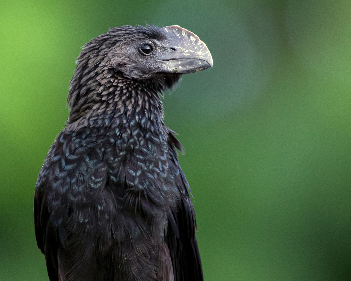 Smooth Billed Ani (Crotophaga ani) A Smooth Billed Ani I saw some months ago as the sun was setting and the place was becoming darker. Originally I was going to discard this image as it was almost completely dark but me being lazy as usual I postponed deleting my bad images; a month ago I started using Photoshop decided to try it on some bad images and was able to correct the exposure and also remove a bit of the noise and I think I&#039;m happy with how it turned out. Also, my apologies there&#039;s no metadata even though I export photos with it it doesn&#039;t seem to be in any photos I edit on photoshop. Animalia,Animals,Aves,Birds,Caribbean,Crotophaga ani,Smooth Billed Ani,Smooth-billed ani,Trinidad and Tobago