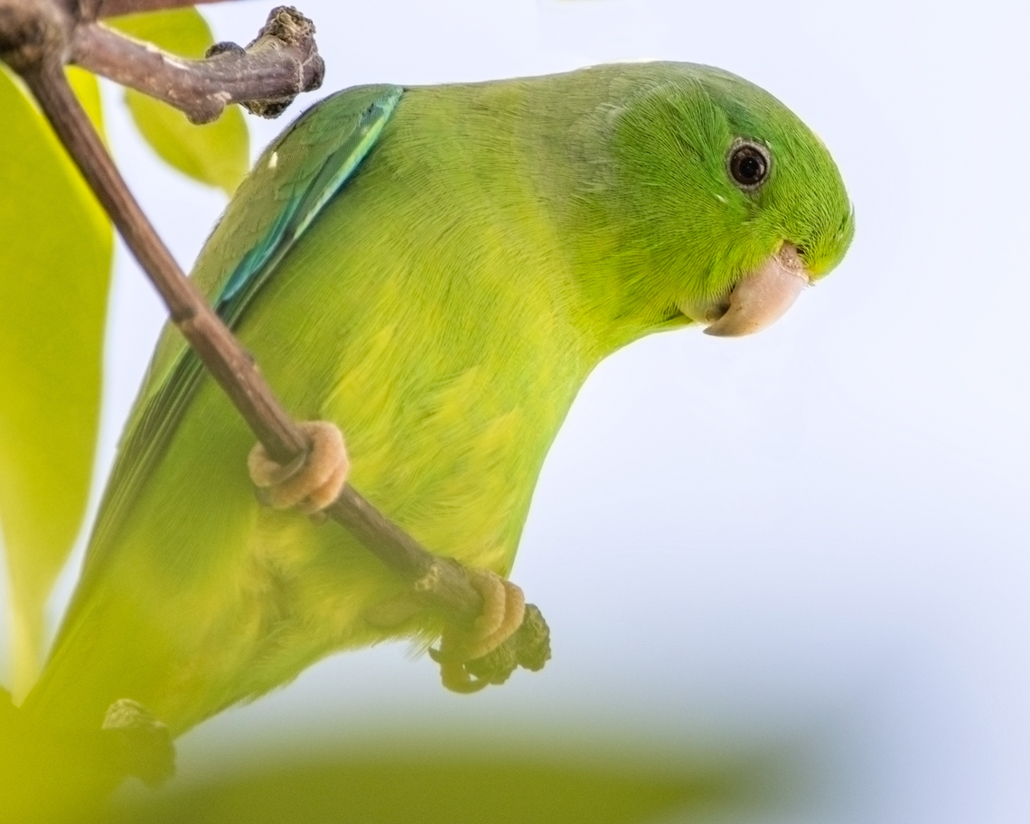 Green Rumped Parrotlet (Forpus passerinus) A Green Rumped Parrotlet I photographed some weeks ago on our mango tree. While it isn&#039;t necessarily a rare or exotic bird, it happens to be one of my favourite birds due to their small size and the fact that they love posing for the camera. On another note, I haven&#039;t been as active on here as I want to but that&#039;s only because I&#039;m currently doing a degree and the workload is a bit heavy. Also, I only now realised that it&#039;s been a year since I joined JD, what an experience it has been! It has helped me so much over the past year from showing me the amazing wildlife of the world to teaching me so much about biodiversity. I really do think the best online community is here on JD, and I&#039;m greatly inspired by all of you:) Oh and I noticed that metadata doesn&#039;t show up when I post anymore so I&#039;ll resolve that soon. Animalia,Animals,Aves,Birds,Caribbean,Forpus passerinus,Green-rumped parrotlet,Trinidad and Tobago
