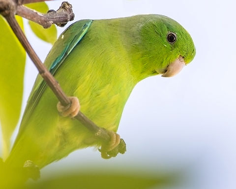 Green Rumped Parrotlet (Forpus passerinus) A Green Rumped Parrotlet I photographed some weeks ago on our mango tree. While it isn't necessarily a rare or exotic bird, it happens to be one of my favourite birds due to their small size and the fact that they love posing for the camera. On another note, I haven't been as active on here as I want to but that's only because I'm currently doing a degree and the workload is a bit heavy. Also, I only now realised that it's been a year since I joined JD, what an experience it has been! It has helped me so much over the past year from showing me the amazing wildlife of the world to teaching me so much about biodiversity. I really do think the best online community is here on JD, and I'm greatly inspired by all of you:) Oh and I noticed that metadata doesn't show up when I post anymore so I'll resolve that soon. Animalia,Animals,Aves,Birds,Caribbean,Forpus passerinus,Green-rumped parrotlet,Trinidad and Tobago