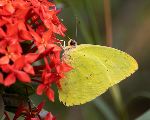 Cloudless Sulphur (Phoebis sennae) A Cloudless Sulphur Butterfly I saw on our ixora flowers during a morning of intermittent showers and harsh sunlight.
On another note, hi everyone, I've really missed JD for the past few months and I've got lots to post!  Animalia,Animals,Caribbean,Cloudless sulphur,Insecta,Insects,Lepidoptera,Phoebis sennae,Trinidad and Tobago