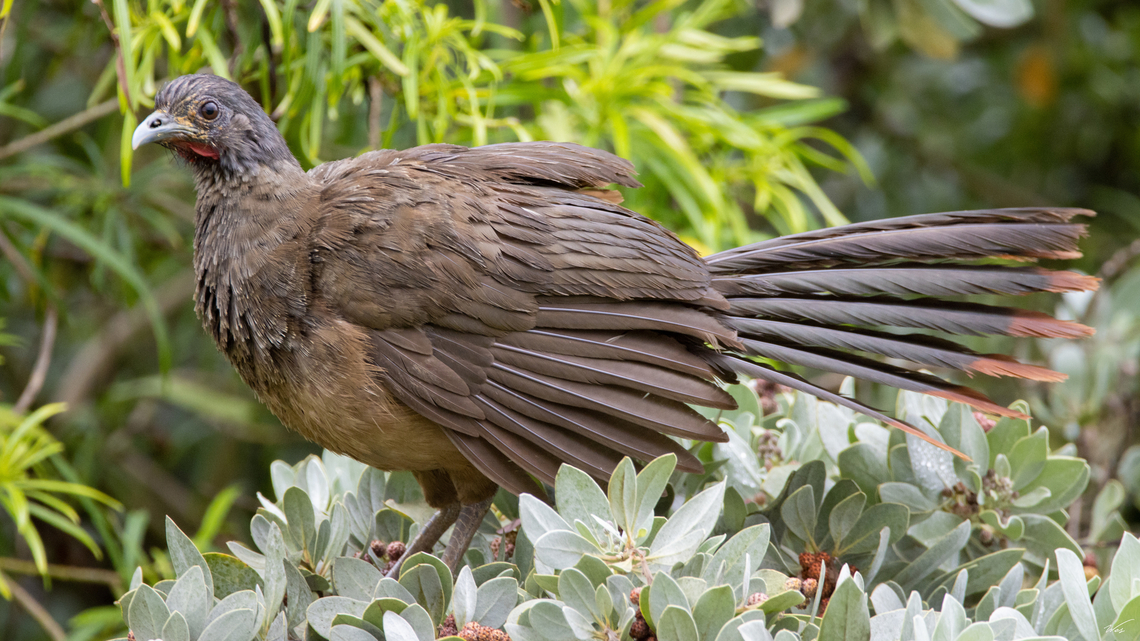 Rufous-Vented Chachalaca (Ortalis ruficauda) An adult Rufous-Vented Chachalaca and its young perched on a branch. This large bird is one of the national birds of Trinidad and Tobago, and it is only present on Tobago where it is commonly called the Cocrico. I've recently returned from a short trip to Tobago so more shots on the way:) Animalia,Animals,Aves,Birds,Caribbean,Ortalis ruficauda,Rufous-vented chachalaca,Trinidad and Tobago
