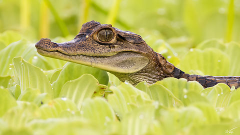 Spectacled Caiman (Caiman crocodilus) A young Spectacled Caiman peeking out from a pond in Lowlands, Tobago. Animalia,Animals,Caiman crocodilus,Caribbean,Reptiles,Reptilia,Spectacled Caiman,Spectacled caiman,Trinidad and Tobago