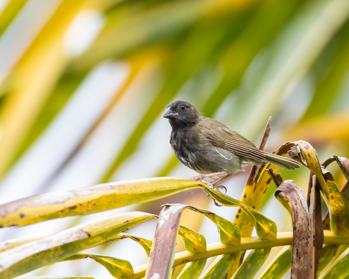 Black-Faced Grassquit - Male (Melanospiza bicolor) A male Black-Faced Grassquit I stumbled upon in Tobago, which was not bothered by my presence the slightest as it built its nest inches away from me and often perched right next to me. I made a very interesting observation during my time there as well: the wildlife in Tobago are much less skittish and afraid of humans than that of Trinidad. Animalia,Animals,Aves,Birds,Black-faced grassquit,Caribbean,Melanospiza bicolor,Trinidad and Tobago