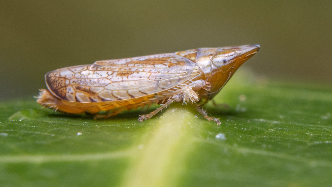 Plant Hopper Saw this odd little hopper a while back on a mango leaf and it was around 2mm in size. I could not have resisted an opportunity to snap a photo of an insect this fascinating:) Animalia,Animals,Caribbean,Insecta,Insects,Trinidad and Tobago,plant hopper