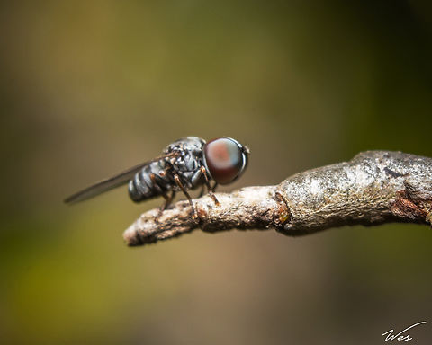 Big-Headed Fly (Family Pipunculidae) An odd looking fly I recently photographed; it was very skittish and really really small as well. Animalia,Animals,Caribbean,Diptera,Flies,Insecta,Insects,Trinidad and Tobago