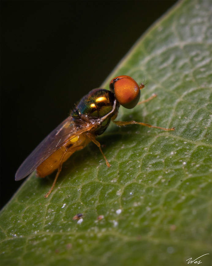 Soldier Fly (Genus Microchrysa) A Soldier Fly I spotted some weeks ago on a mango leaf. Over the past couple months I&#039;ve rarely been active on here, however as my semester starts tomorrow I should be a lot more active on here, especially since Trinidad&#039;s national herbarium and many species of native plants and animals are found on my campus. Hope everyone&#039;s doing well though. Animalia,Animals,Caribbean,Diptera,Insecta,Insects,Microchrysa,Soldier Fly,Trinidad and Tobago