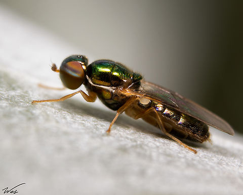 Soldier Fly (Order Diptera) Another species of Soldier Fly I saw recently, this one however was much larger and differed in colour from the last. Animalia,Animals,Caribbean,Diptera,Flies,Insecta,Insects,Soldier Fly,Trinidad and Tobago