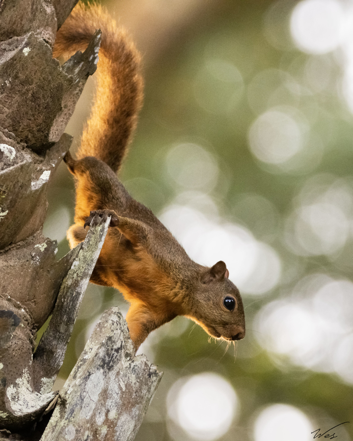 Red-Tailed Squirrel (Sciurus granatensis) A Red-Tailed Squirrel on a palm tree at the Royal Botanic Gardens, located in Trinidad's capital city of Port-of-Spain.<br />
<br />
Also, I know this is a bit late but Happy Holidays and Happy New Year everyone! I hope everyone's doing well and are safe and happy!<br />
<br />
While I've been fairly inactive on here, that's about to change because I have a lot of new images to be edited and uploaded:) Animalia,Animals,Caribbean,Mammalia,Mammals,Red-tailed squirrel,Sciurus granatensis,Trinidad and Tobago