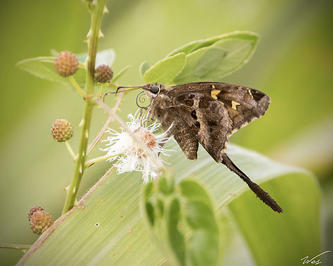 Blurry-Striped Longtail (Chioides catillus) A Blurry-Striped Longtail Butterfly I stumbled upon in Fyzabad, a small rural village in southern Trinidad. Animalia,Animals,Blurry-Striped Longtail,Blurry-striped Longtail,Butterflies,Caribbean,Chioides catillus,Insecta,Insects,Trinidad and Tobago