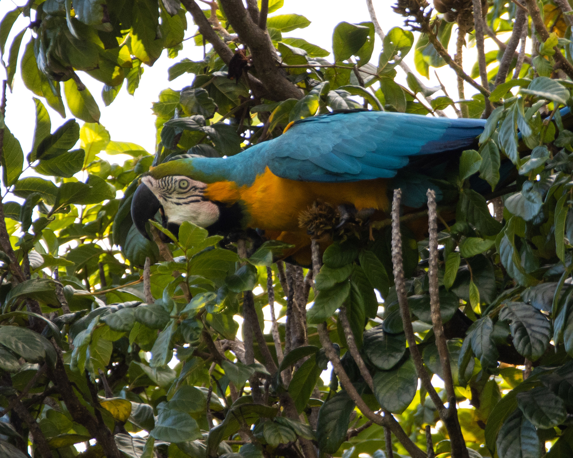 Blue and Yellow Macaw (Ara ararauna) A Blue and Yellow Macaw I spotted as I entered the Royal Botanic Gardens, though it was very far away and very high up I managed to get a photo of the species, but not a very good one...always next time, right:) Animalia,Animals,Ara ararauna,Aves,Birds,Blue-and-yellow Macaw,Caribbean,Trinidad and Tobago,blue and yellow macaw