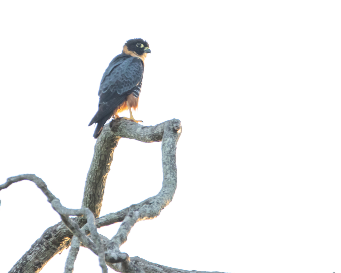 Bat Falcon (Falco rufigularis) Once again, a terrible photo, but this time of a Bat Falcon I saw very far away. Animalia,Animals,Aves,Bat Falcon,Bat falcon,Birds,Caribbean,Falco rufigularis,Trinidad and Tobago