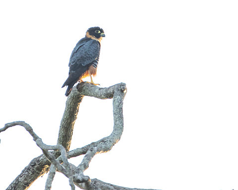 Bat Falcon (Falco rufigularis) Once again, a terrible photo, but this time of a Bat Falcon I saw very far away. Animalia,Animals,Aves,Bat Falcon,Bat falcon,Birds,Caribbean,Falco rufigularis,Trinidad and Tobago