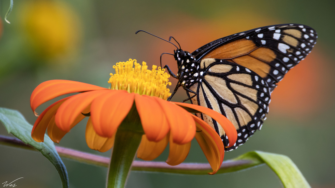 Monarch Butterfly (Danaus plexippus) A Monarch Butterfly on a flower at the Royal Botanic Gardens in Port of Spain, Trinidad&#039;s capital city. Animalia,Animals,Caribbean,Danaus plexippus,Insecta,Insects,Monarch Butterfly,Monarch butterfly,Trinidad and Tobago