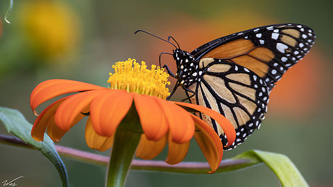 Monarch Butterfly (Danaus plexippus) A Monarch Butterfly on a flower at the Royal Botanic Gardens in Port of Spain, Trinidad's capital city. Animalia,Animals,Caribbean,Danaus plexippus,Insecta,Insects,Monarch Butterfly,Monarch butterfly,Trinidad and Tobago