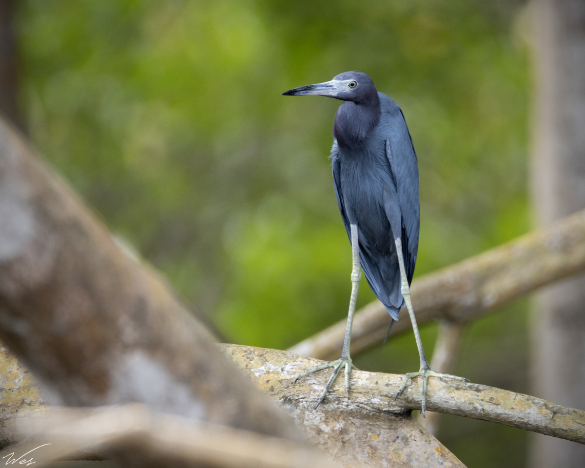 Little Blue Heron (Egretta caerulea) A Little Blue Heron I saw at the Caroni Swamp, one of the best places on the planet to see a variety of shorebirds and reptiles. Egretta caerulea,Geotagged,Little blue heron,Spring,Trinidad and Tobago