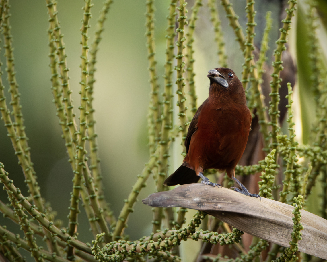 Silver-Beaked Tanager (Ramphocelus carbo) A Silver-Beaked Tanager I saw at Ajoupa Gardens, a small reserve in Freeport, Central Trinidad.  Geotagged,Ramphocelus carbo,Silver Beaked Tanager,Spring,Trinidad and Tobago