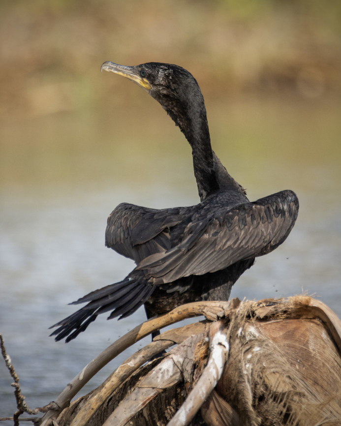 Neotropic Cormorant (Phalacrocorax brasilianus) A Neotropic Cormorant on some drifting palm pranches in the Nariva River, Nariva Swamp, Trinidad. This wetland is actually of major significance locally and is one of the best places to spot rarely seen species such as the green anaconda, the endemic subspecies of white-fronted capuchins and some species of migratory warblers. Geotagged,Neotropic cormorant,Phalacrocorax brasilianus,Spring,Trinidad and Tobago