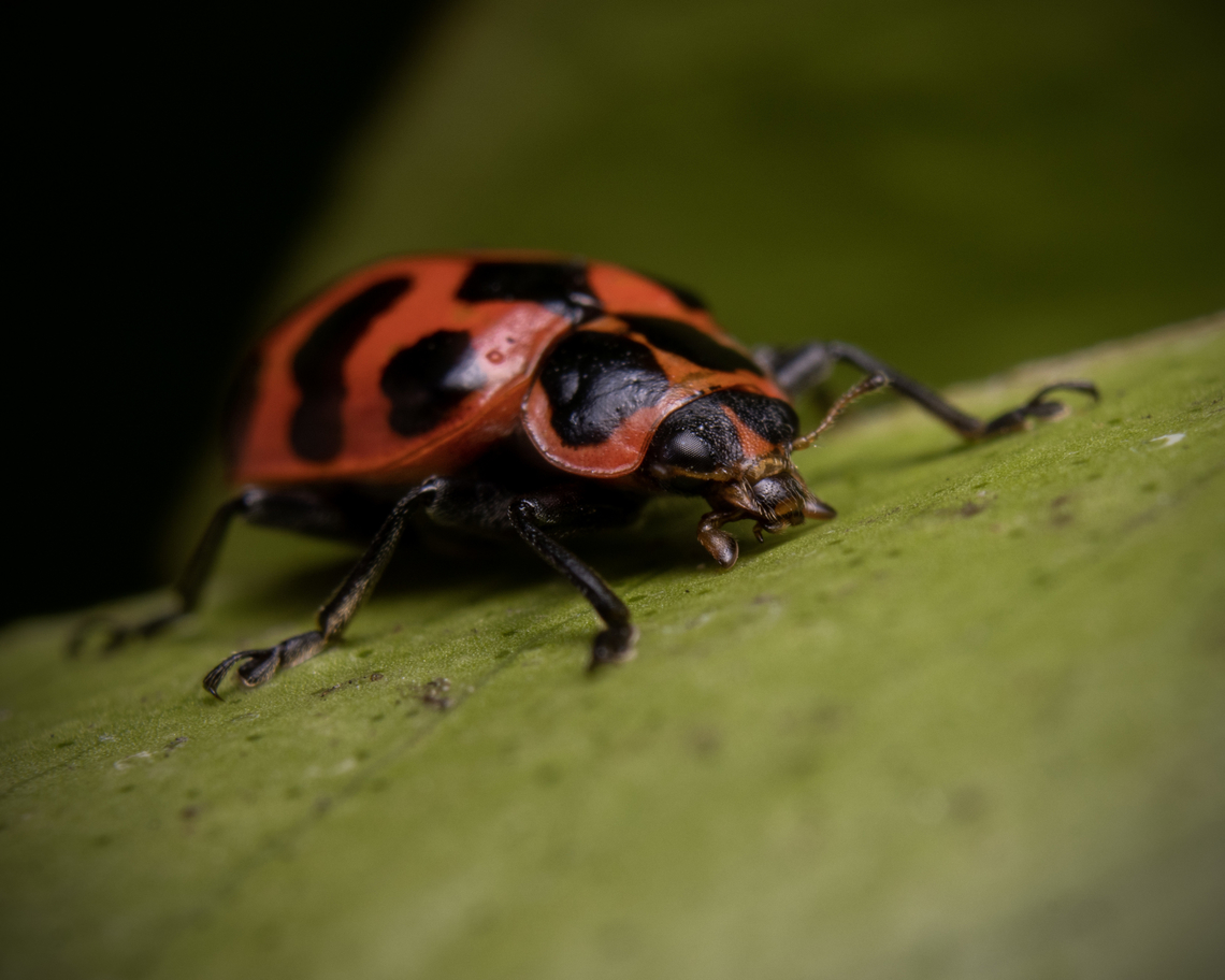 Spotted Pink Ladybeetle (Coleomegilla maculata) A Spotted Pink Ladybeetle I found on a lime tree in our backyard. Coleomegilla maculata,Geotagged,Spotted Ladybird,Spring,Trinidad and Tobago