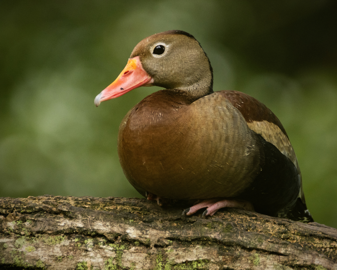 Black Bellied Whistling Duck (Dendrocygna autumnalis) A Black Bellied Whistling Duck at the Pointe-a-Pierre Wildfowl Trust, Trinidad. Black-bellied whistling duck,Dendrocygna autumnalis,Geotagged,Summer,Trinidad and Tobago