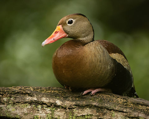 Black Bellied Whistling Duck (Dendrocygna autumnalis) A Black Bellied Whistling Duck at the Pointe-a-Pierre Wildfowl Trust, Trinidad. Black-bellied whistling duck,Dendrocygna autumnalis,Geotagged,Summer,Trinidad and Tobago