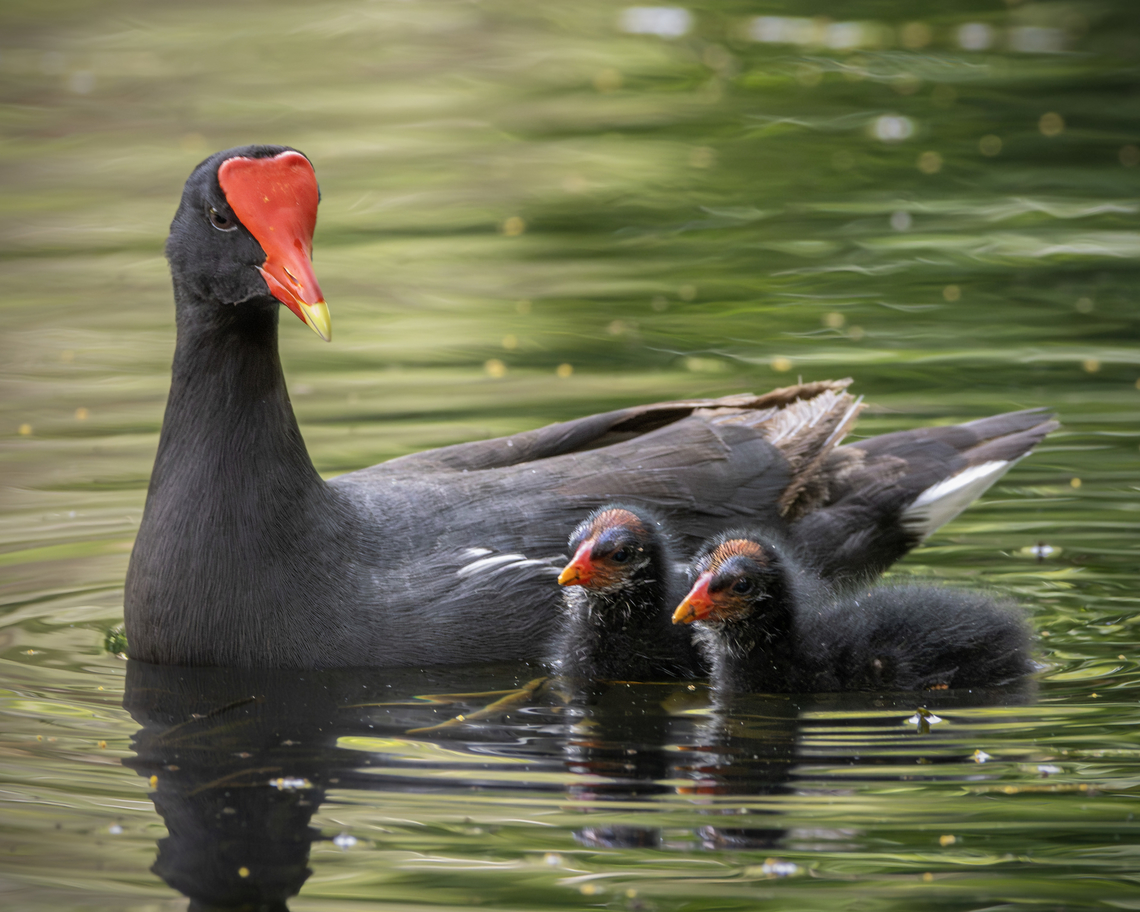 Common Gallinule (Gallinula galeata) A Common Gallinule and its chicks having a swim in the main breeding lake at the Pointe-a-Pierre Wildfowl Trust. Aves,Birds,Common gallinule,Gallinula galeata,Geotagged,Spring,Trinidad and Tobago,Wildlife