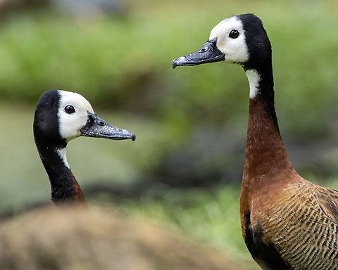 White-Faced Whistling Duck (Dendrocygna viduata) A pair of White-Faced Whistling Ducks at the Pointe-a-Pierre Wildfowl Trust. Animals,Aves,Birds,Dendrocygna viduata,Geotagged,Summer,Trinidad and Tobago,White-faced Whistling Duck,White-faced whistling duck,Wildlife