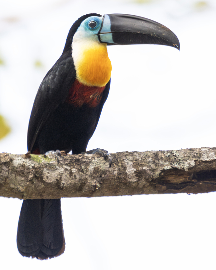 Channel-Billed Toucan (Ramphastos vitallenus) A Channel-Billed Toucan rests atop a branch. Animals,Aves,Birds,Channel-Billed Toucan,Channel-billed Toucan,Geotagged,Ramphastos vitallenus,Ramphastos vitellinus,Trinidad and Tobago,Wildlife,Winter