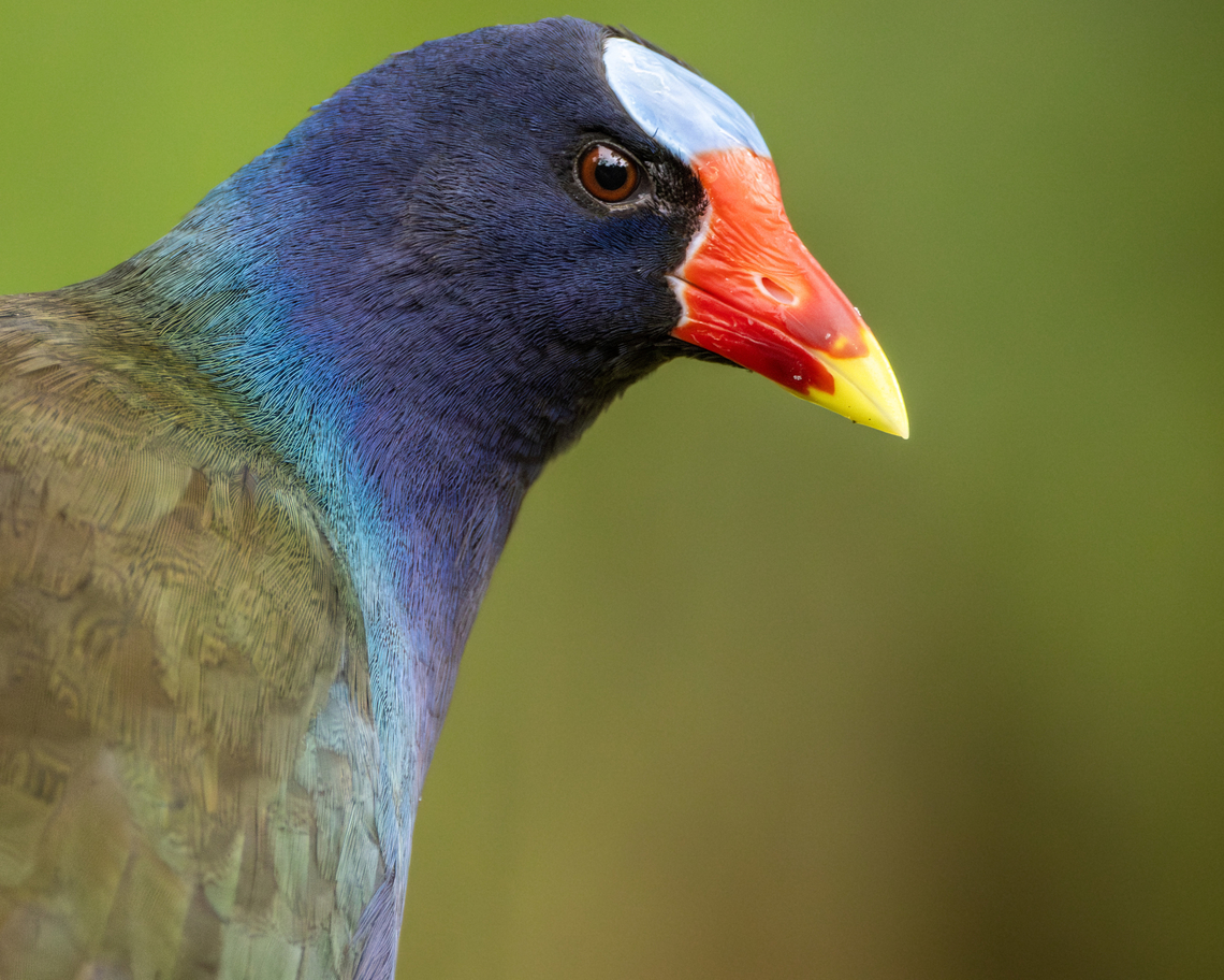 Purple Gallinule (Porphyrio martinicus) A Purple Gallinule portrait Animals,Aves,Birds,Fall,Geotagged,Porphyrio martinicus,Purple Gallinule,Purple gallinule,Trinidad and Tobago,Wildlife