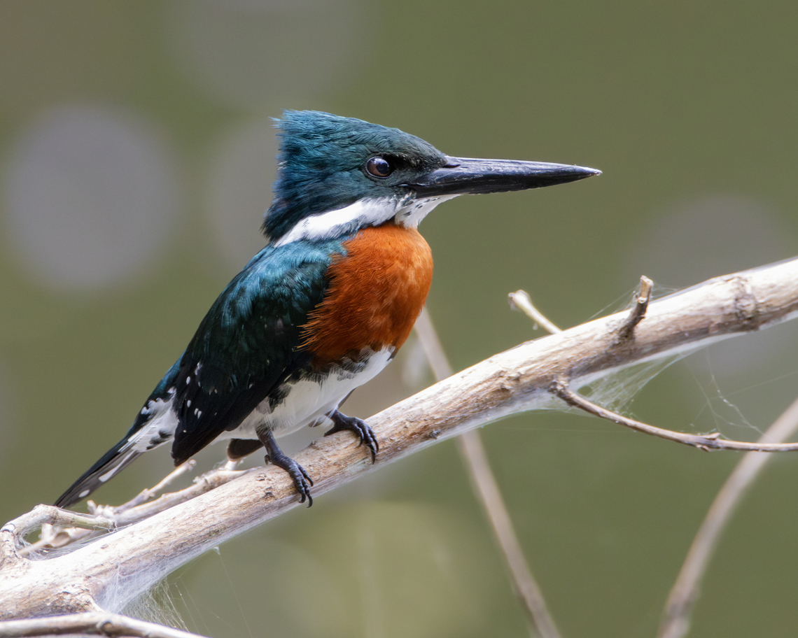 Green Kingfisher (Chloroceryle americana) A Green Kingfisher rests atop a branch near the water's edge. Animals,Aves,Birds,Chloroceryle americana,Geotagged,Green Kingfisher,Spring,Trinidad and Tobago,Wildlife