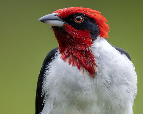 Masked Cardinal (Paroaria nigrogenis) A portrait of a Masked Cardinal Animals,Aves,Birds,Fall,Geotagged,Masked Cardinal,Masked cardinal,Paroaria nigrogenis,Trinidad and Tobago,Wildlife