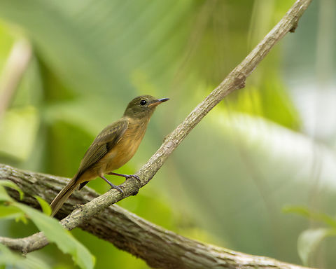 Ochre-Bellied Flycatcher (Mionectes oleagineus) An Ochre-Bellied Flycatcher perched on a branch in some secondary forest vegetation. Animals,Aves,Birds,Geotagged,Mionectes oleagineus,Ochre-bellied flycatcher,Spring,Trinidad and Tobago,Wildlife