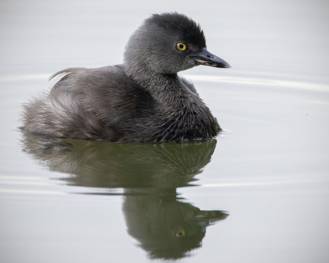 Least Grebe (Tachybaptus dominicus) A single Least Grebe having a swim. Animals,Aves,Birds,Fall,Geotagged,Least Grebe,Least grebe,Tachybaptus dominicus,Trinidad and Tobago,Wildlife