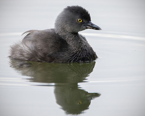 Least Grebe (Tachybaptus dominicus) A single Least Grebe having a swim. Animals,Aves,Birds,Fall,Geotagged,Least Grebe,Least grebe,Tachybaptus dominicus,Trinidad and Tobago,Wildlife
