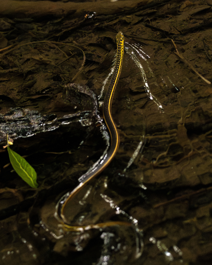 Trinidad Black-Backed Snake (Erythrolampus melanotus nesos) An endemic Trinidad Black-Backed Snake having a swim in a stream at the Pointe-a-Pierre Wildfowl Trust. Animals,Erythrolamprus melanotus,Erythrolampus melanotus nesos,Geotagged,Reptiles,Shaws dark ground snake,Snakes,Spring,Trinidad Black-Backed Snake,Trinidad and Tobago,Wildlife