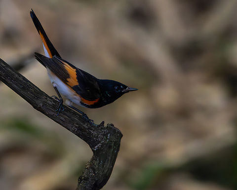American Redstart (Setophaga ruticilla) An American Redstart close to the forest floor. American Redstart,American redstart,Animals,Aves,Birds,Geotagged,Setophaga ruticilla,Trinidad and Tobago,Wildlife